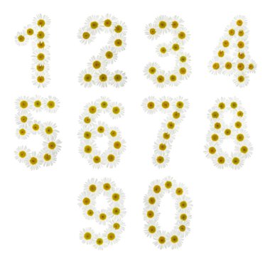 Doğal beyaz çiçekler papatya, beyaz arka plan üzerinde izole Arapça sayılar kümesi