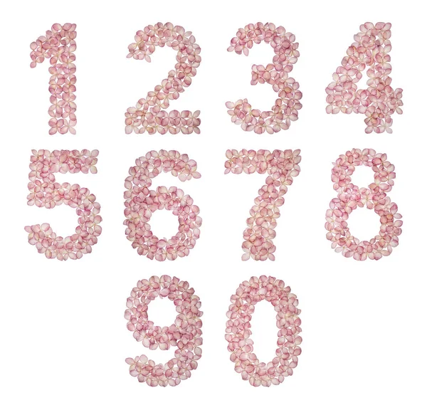 Набор Арабских Чисел Натуральные Цветы Гортензии Изолированные Белом Фоне — стоковое фото