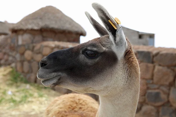 Guanaco Lama Guanicoe Perú América Del Sur —  Fotos de Stock