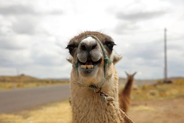 Lama Lama Glama Perù America Del Sud — Foto Stock