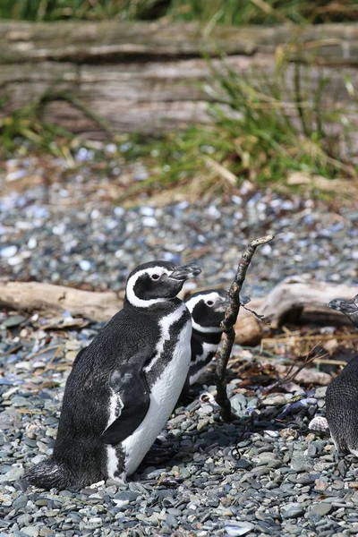 Magellanic Penguin Spheniscus Magellanicus Tucker Island Patagonia Chile — Stock Photo, Image