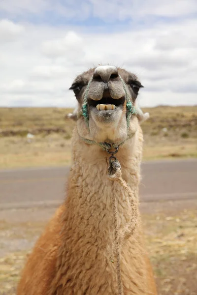 Lama Lama Glama Peru Südamerika — Stockfoto