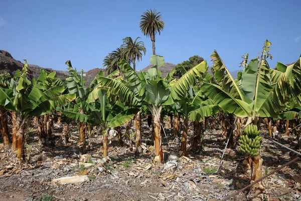 Banana Plantation Gomera Ilhas Canárias Espanha — Fotografia de Stock