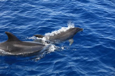 Bayağı şişe - burunlu yunus (Tursiops truncatus) Atlantik Okyanusu. Kanarya Adaları. İspanya