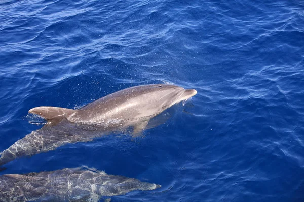 Gemensamma Flaska Nosed Dolphin Tursiops Truncatus Atlanten Kanarieöarna Spanien — Stockfoto