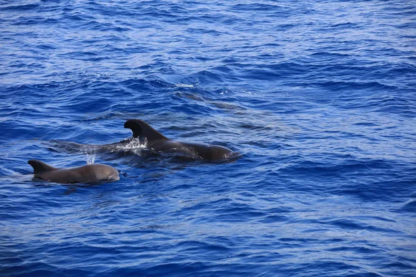 Baleia Piloto Barbatana Curta Globicephala Macrorhynchus Oceano Atlântico Ilhas Canárias — Fotografia de Stock