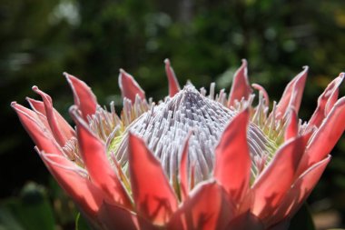 Kral Protea çiçek çiçeği (Protea cynaroides) pembe sivri ile