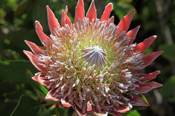 Flor Protea Rei Flor Cynaroides Protea Com Pontos Cor Rosa — Fotografia de Stock