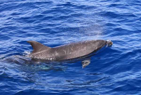 Gewöhnlicher Flaschnasendelfin Tursiops Truncatus Atlantik Kanarische Inseln Spanien — Stockfoto