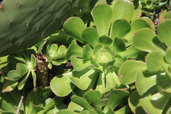 Vegetation Auf Gomera Echeveria Elegans Aeonium Kanarische Inseln Spanien — Stockfoto