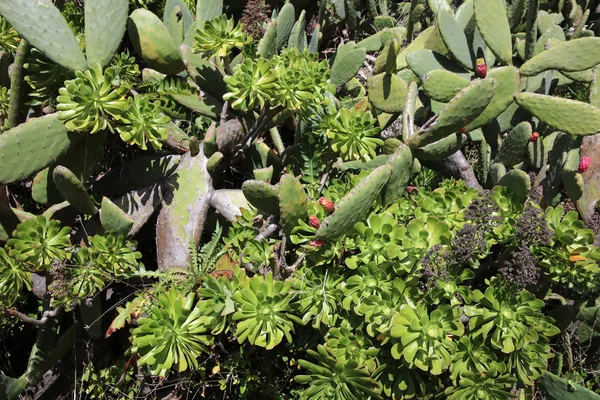Vegetation Auf Gomera Echeveria Elegans Aeonium Und Sukkulente Kanarische Inseln — Stockfoto