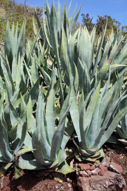 La Gomera Agave Americana'da bitki örtüsü. Kanarya Adaları. İspanya