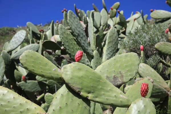 Prickly Pear Cactus (Opuntia) on La Gomera. Canary Islands. Spain