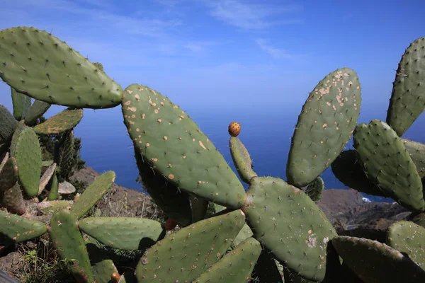 Kaktus Opuntia Auf Der Gomera Kanarische Inseln Spanien — Stockfoto