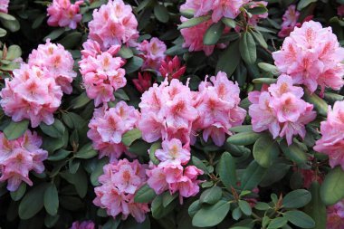 Hamburg'da halka açık bir parkta açan Rhododendron Bitkileri. Almanya