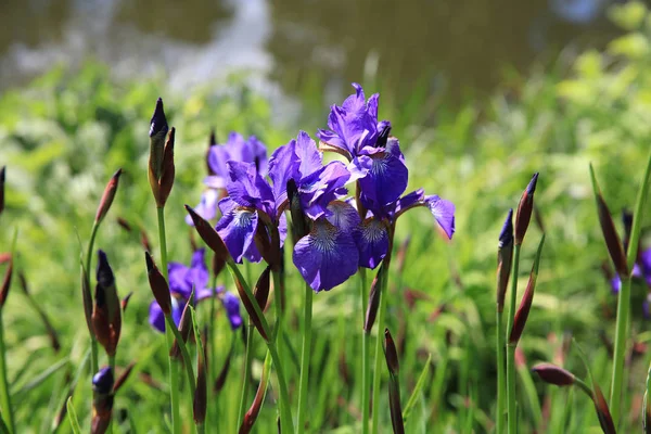 Azaleen Blühen Einem Öffentlichen Park Hamburg Deutschland — Stockfoto