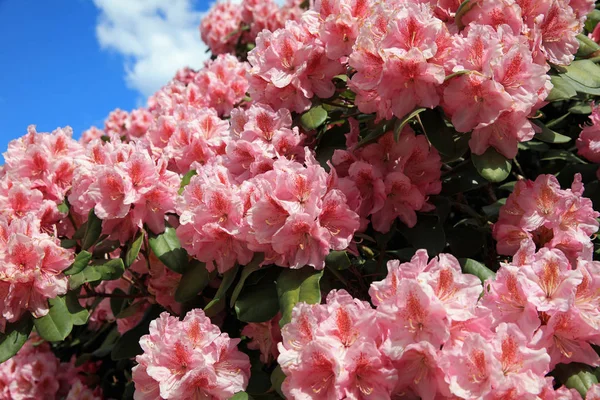 Hamburg Halka Açık Bir Parkta Açan Rhododendron Bitkileri Almanya — Stok fotoğraf