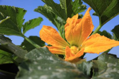 Taze organik Kabak Ile Almanya'da Tarlada Blossom