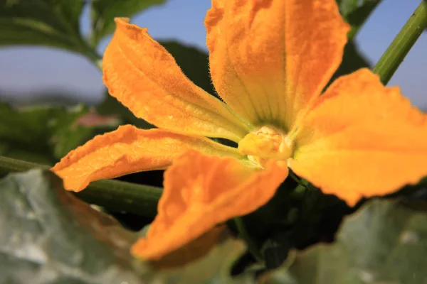 Abobrinha Orgânica Fresca Com Flor Campo Alemanha — Fotografia de Stock