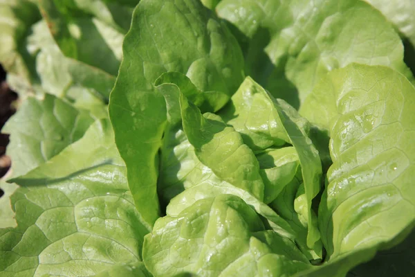 Frischer Bio Butterkopfsalat Mit Regentropfen Auf Dem Feld — Stockfoto