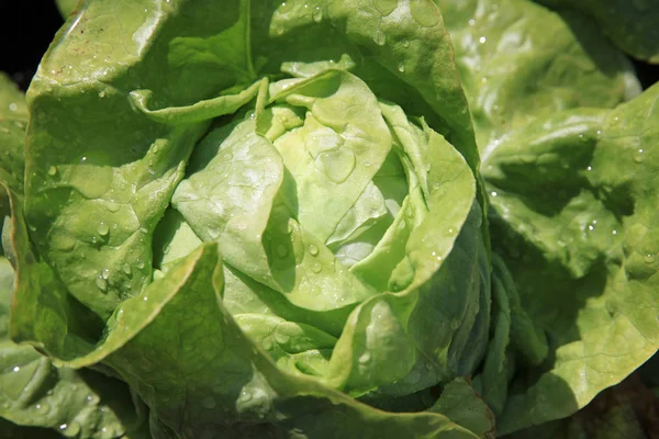 Fresh Organic Butterhead Lettuce Raindrops Field — Stock Photo, Image