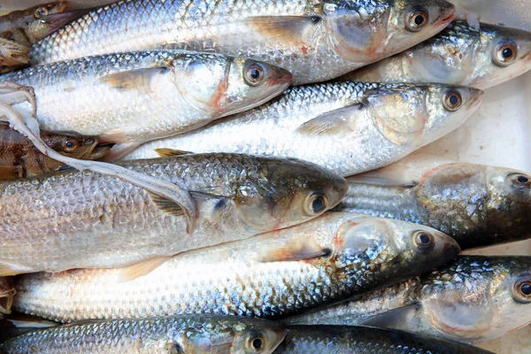 Catania'daki ünlü Balık Pazarı. Sicilya. İtalya