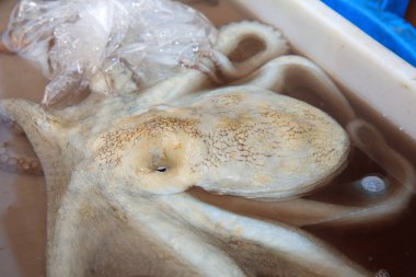 Catania'daki Balık Pazarında taze ahtapot. Sicilya. İtalya