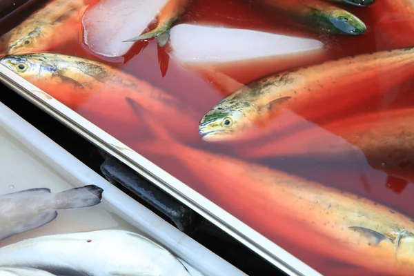 Poisson Frais Sur Marché Aux Poissons Catane Sicile Italie — Photo