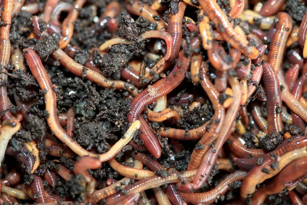 Regenwürmer Dendrobena Veneta Zum Fischen Oder Kompost — Stockfoto
