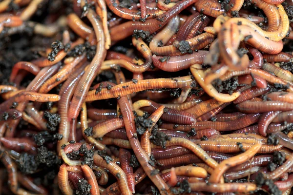 Vermi Terrestri Dendrobena Veneta Pesca Compost — Foto Stock