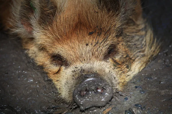 Kunekune Pig Sus Scrofa Domticus Mud — 스톡 사진