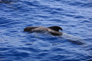 Kısa-pilot balina (yüzgeçli macrorhynchus) Atlantik Okyanusu. Kanarya Adaları. İspanya