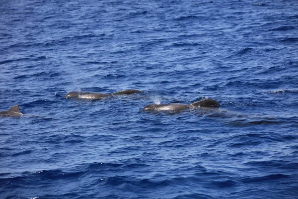 Ballena Piloto Aletas Cortas Globicephala Macrorhynchus Océano Atlántico Islas Canarias —  Fotos de Stock