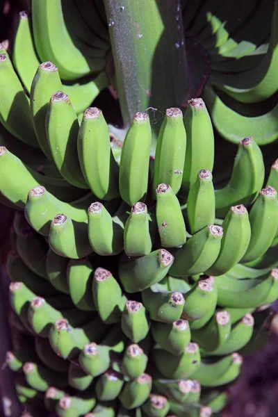 Банан Плантацію Острові Gomera Канарські Острови Іспанія — стокове фото