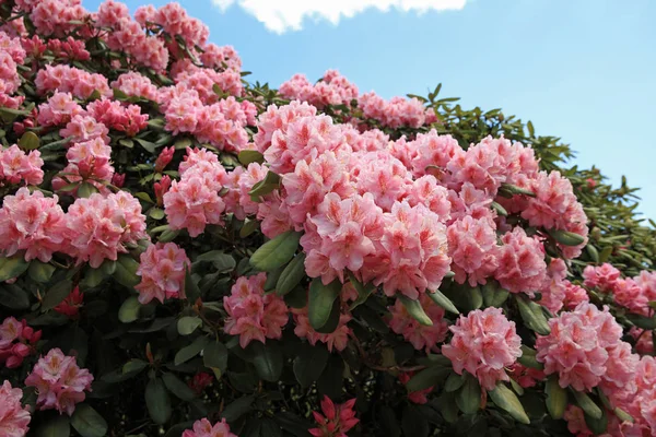 Rododendronové Rostliny Kvetou Veřejném Parku Hamburku Německo — Stock fotografie