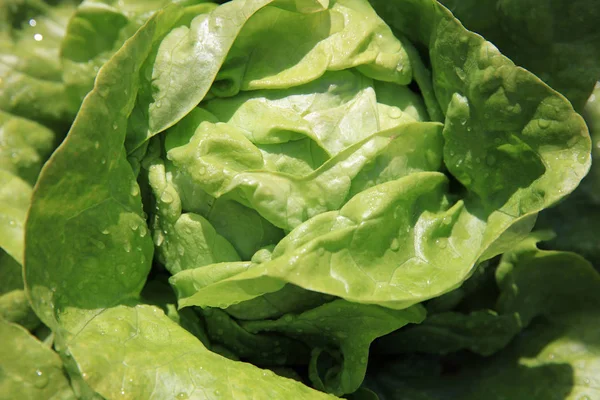 Frischer Bio Butterkopfsalat Mit Regentropfen Auf Dem Feld — Stockfoto