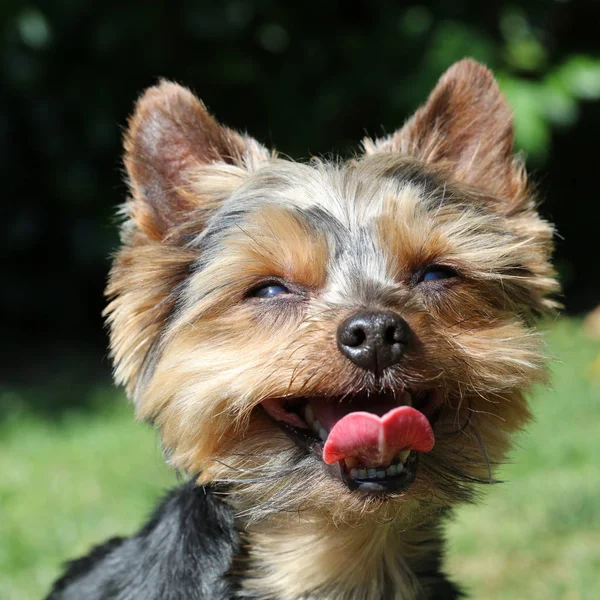 Sevimli Yorkshire Terrier Closeup Portresi — Stok fotoğraf