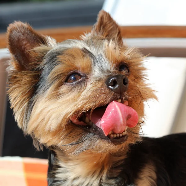 Portrait Cute Yorkshire Terrier Closeup — Stock Photo, Image