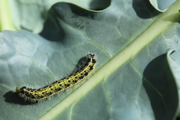 Große Weiße Schmetterlingsraupe Pieris Brassicae Auf Brokkoliblättern — Stockfoto