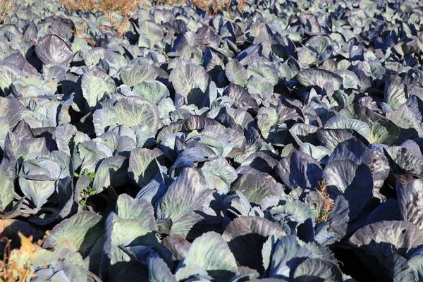 Red Cabbage Field Germany — Stock Photo, Image