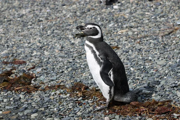 Magellanic Penguin Spheniscus Magellanicus Tucker Island Patagonia Chile — Stock Photo, Image