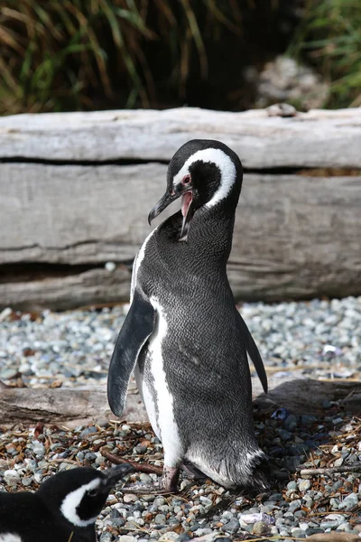 Magellan Penguin Spheniscus Magellanicus Tucker Island Patagonia Chile — Stock Photo, Image