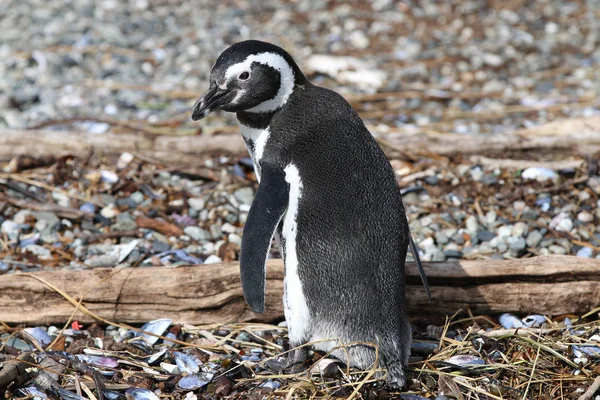 Magellan Penguin Spheniscus Magellanicus Tucker Island Patagonia Chile — Stock Photo, Image