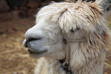 Lama (Lama glama) Peru. Güney Amerika