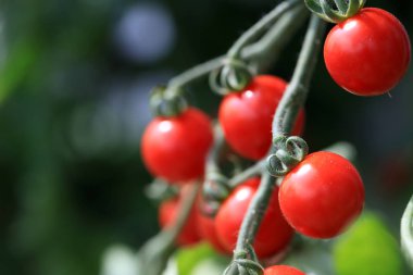 Kiraz domates olgun Sebze Bahçe