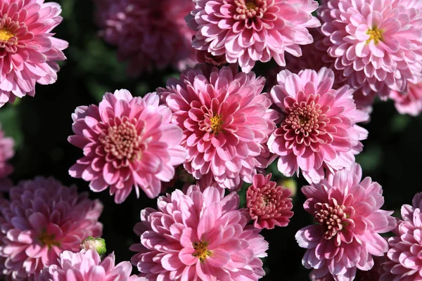 Colorful Chrysanthemum Flower Garden — Stock Photo, Image