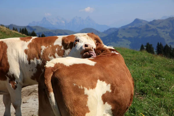 Vieh Auf Der Weide Tirol Österreich — Stockfoto
