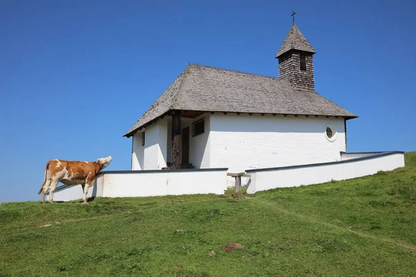 Cattle Meadow Tirol Austria — Stock Photo, Image