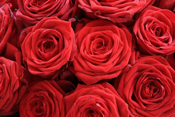 素晴らしい赤いバラの花束 — ストック写真
