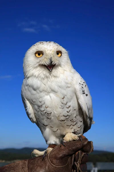 Kar Baykuşu Bubo Scandiacus — Stok fotoğraf